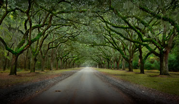 Photographing The Wormsloe Plantation